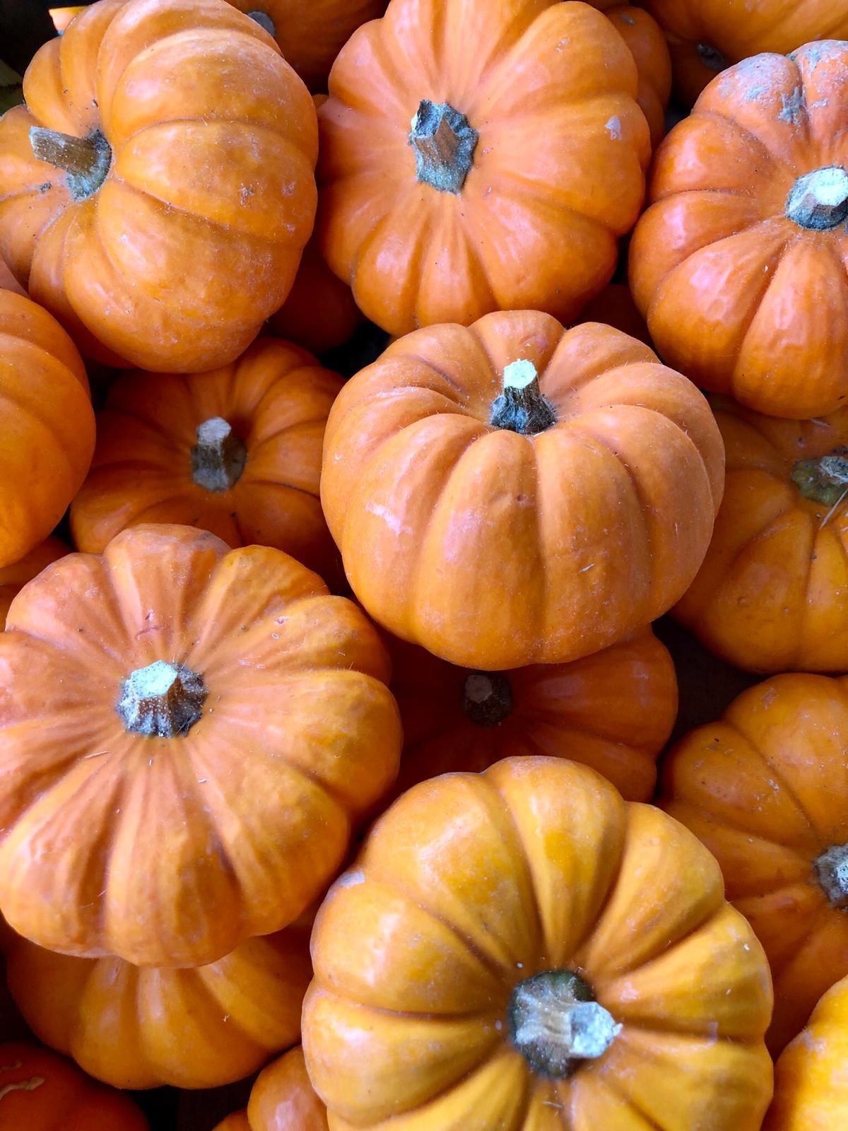 Round Pumpkin / Squash