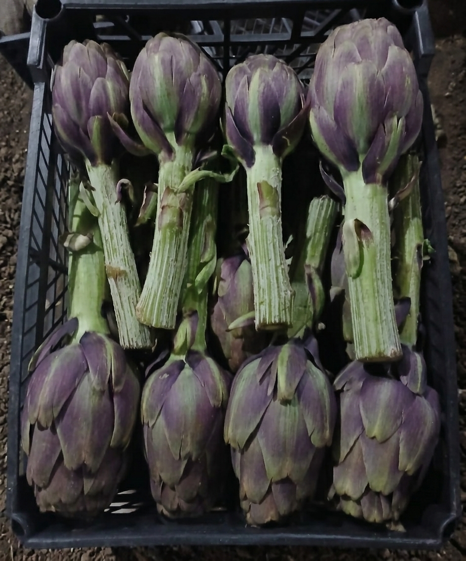 Fresh Artichokes
